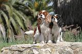 CAVALIER KING CHARLES 159